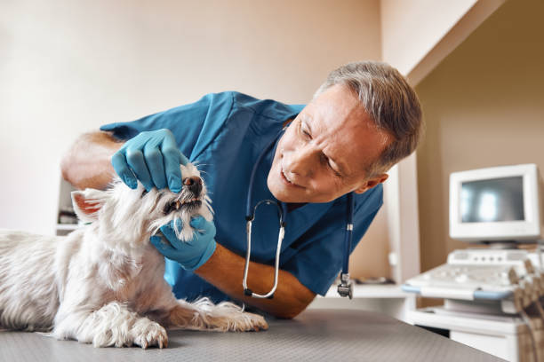 Best Holiday Emergency Dentist in North Beach Haven, NJ